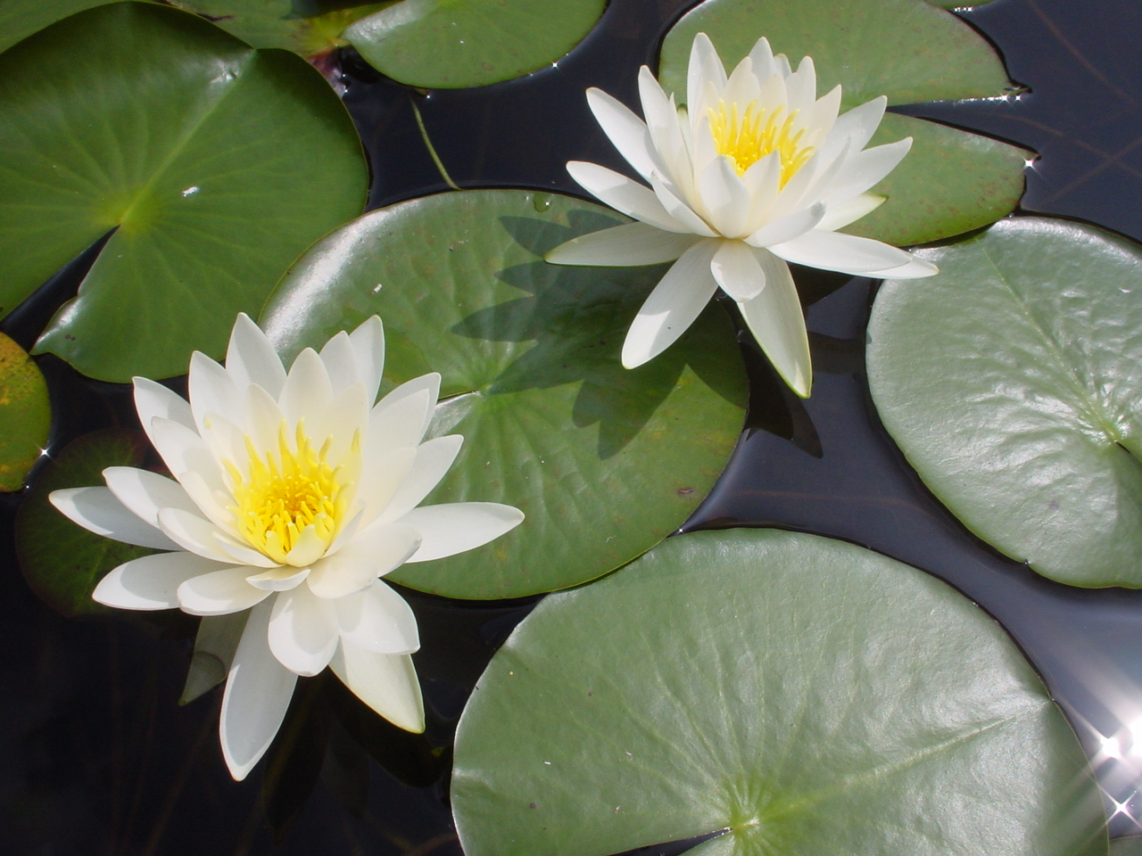 ヒツジグサ 志賀高原ネイチャだより