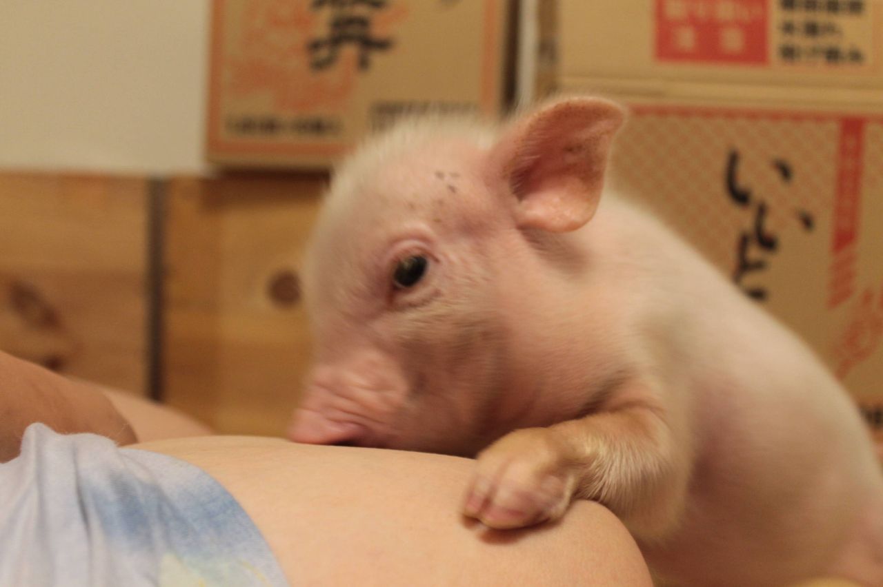 ブタ飼いはじめたけど見る さくら日和 2chまとめサイト ブタ飼いはじめたけど見る さくら日和 2chまとめサイト