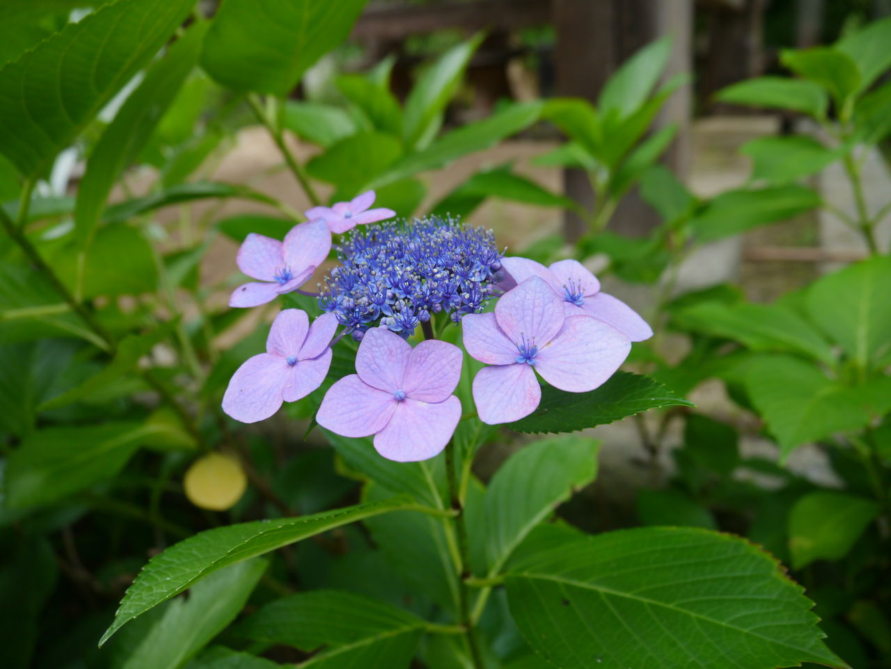 忘れてはいけない和の心~出迎え三歩見送り七歩 「詩吟の仲間」のブログ 忘れてはいけない和の心~出迎え三歩見送り七歩 「詩吟の仲間」のブログ