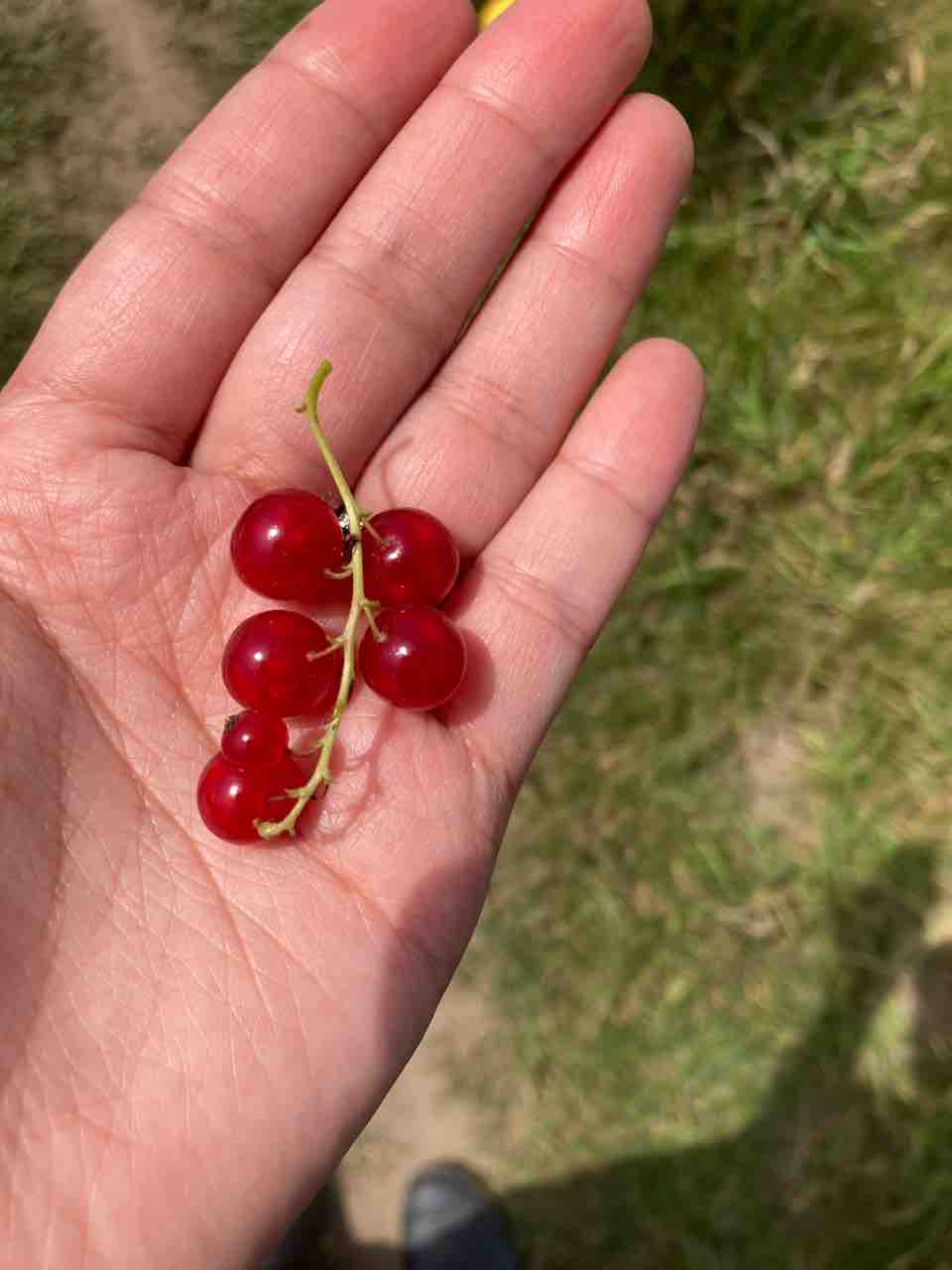 畑日記と薬草仕事 ドイツ 天然暮らし