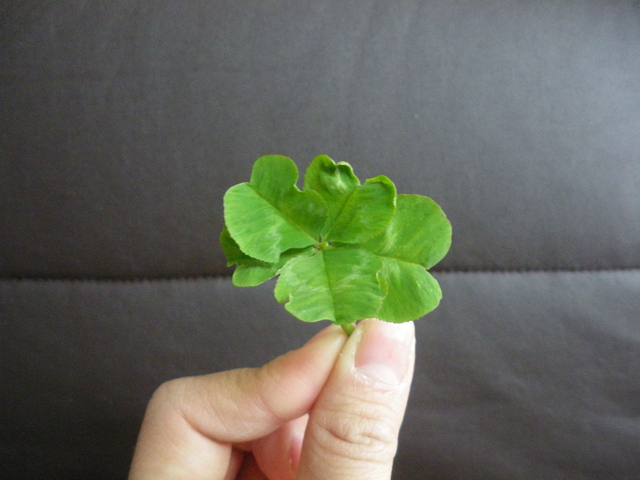 五葉のクローバー しいな脳神経外科クリニック