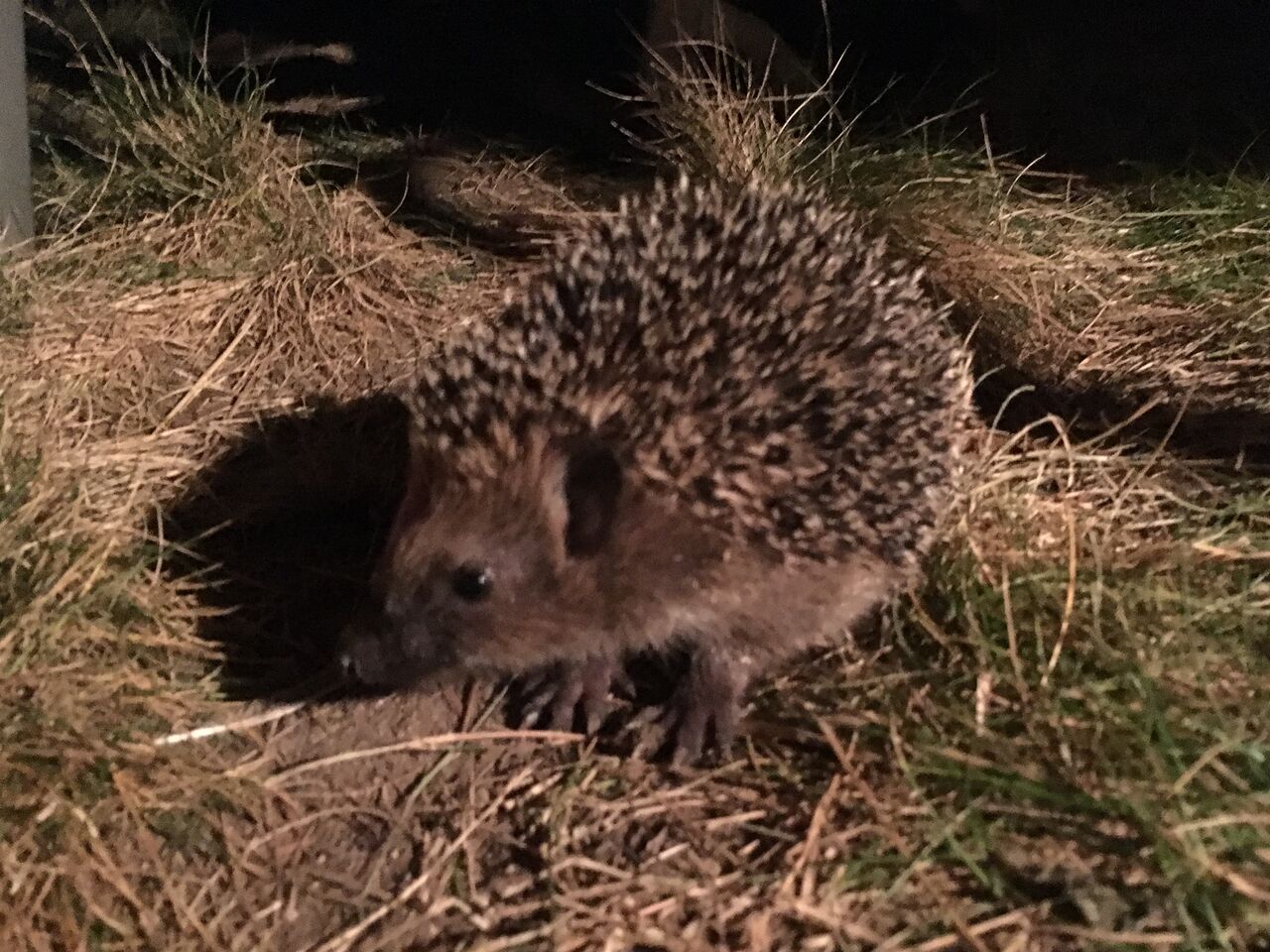 またハリネズミ 今度はチビちゃん Familie Am Main またハリネズミ 今度はチビちゃん Familie Am Main