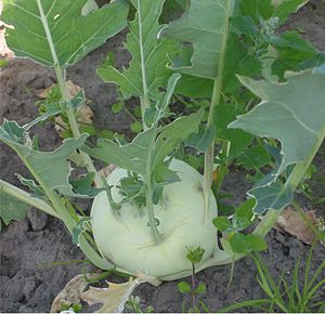 kohlrabi