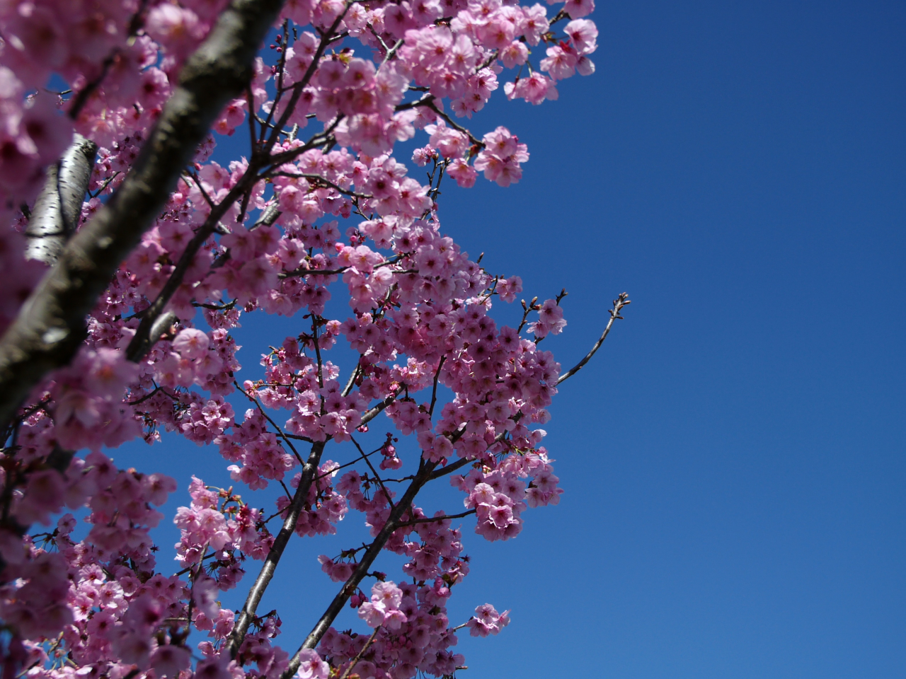 しいたけ侍無頼控 陽紅桜 10満開 Livedoor Blog ブログ