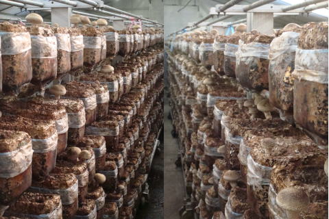 比較試験