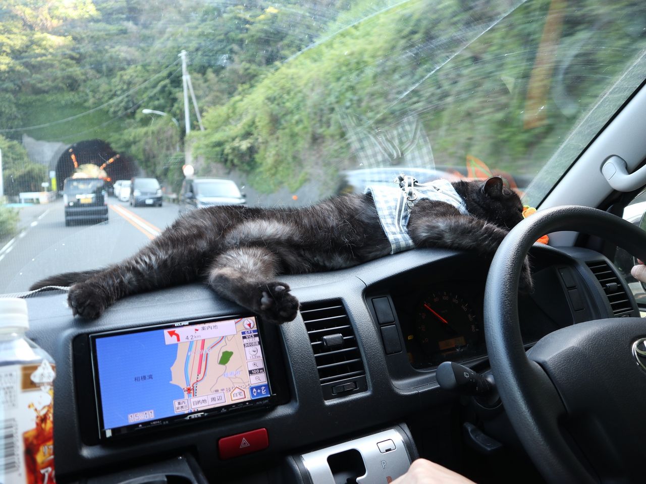 猫の泊まれるホテルは少ない しじみスープ下さい 猫の泊まれるホテルは少ない しじみスープ下さい