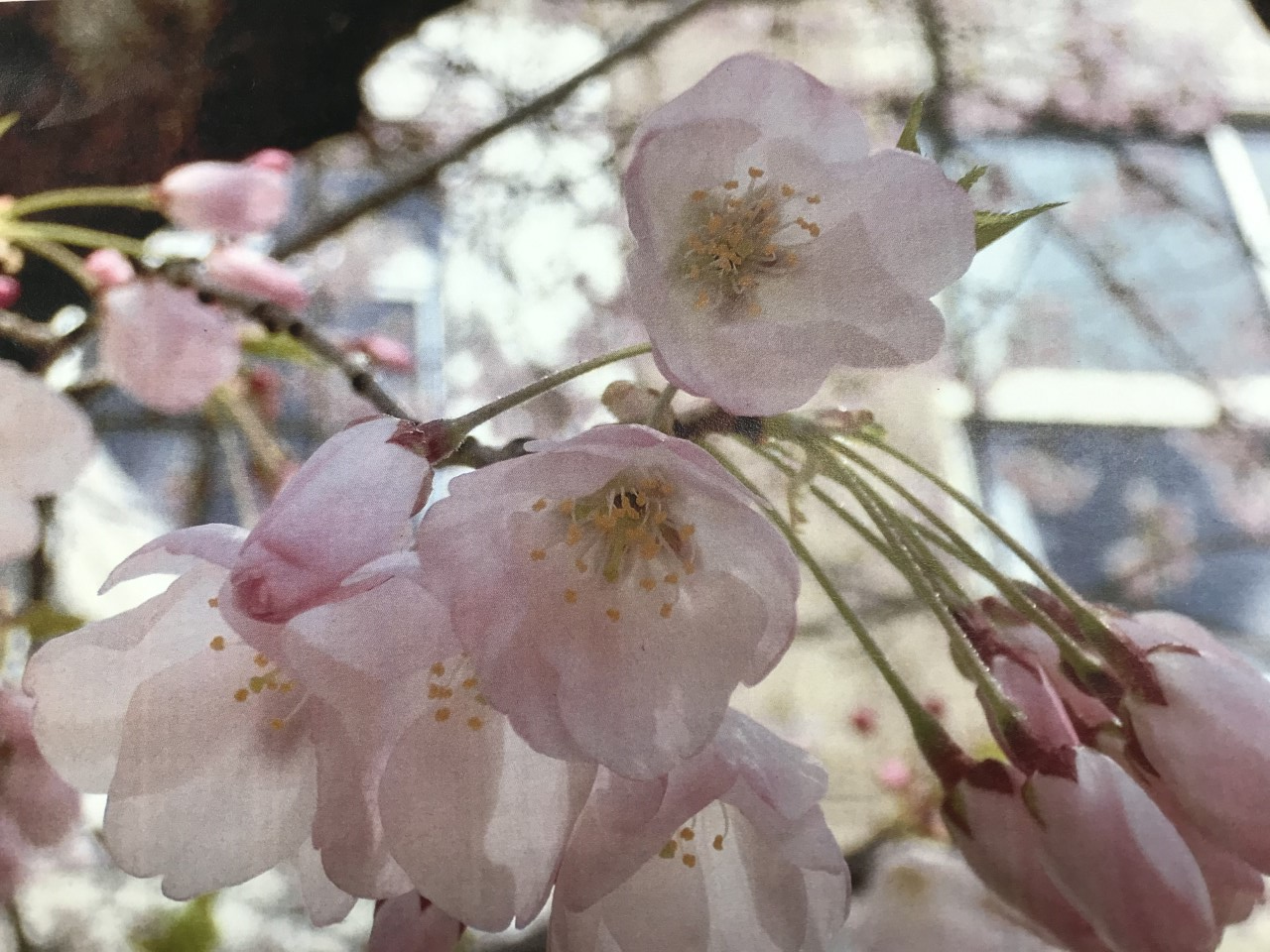 4年生】理科 「桜は来年もさく!?」 : 鹿浜第一小学校のブログ