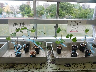 5年生 理科 鹿浜第一小学校のブログ 5年生 理科 鹿浜第一小学校のブログ