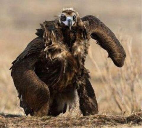強そうな動物 現る 2chnewsまとめ 強そうな動物 現る 2chnewsまとめ