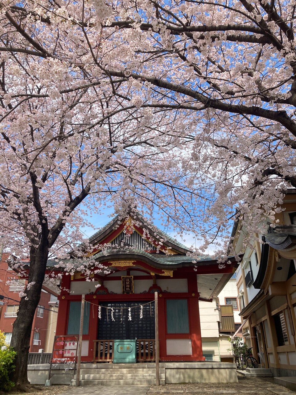 浅草富士浅間神社の桜 22 3 鹿美の秘密の部屋 浅草富士浅間神社の桜 22 3 鹿美の秘密の部屋