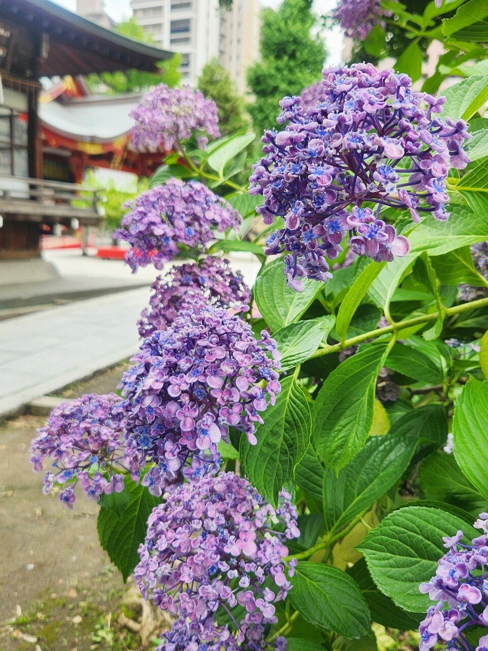 SNOW_20260622_143123_802