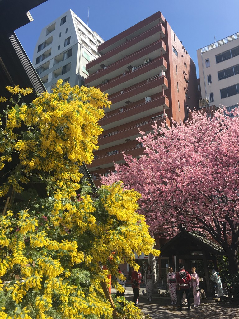 蔵前神社のミモザと桜 鹿美の秘密の部屋