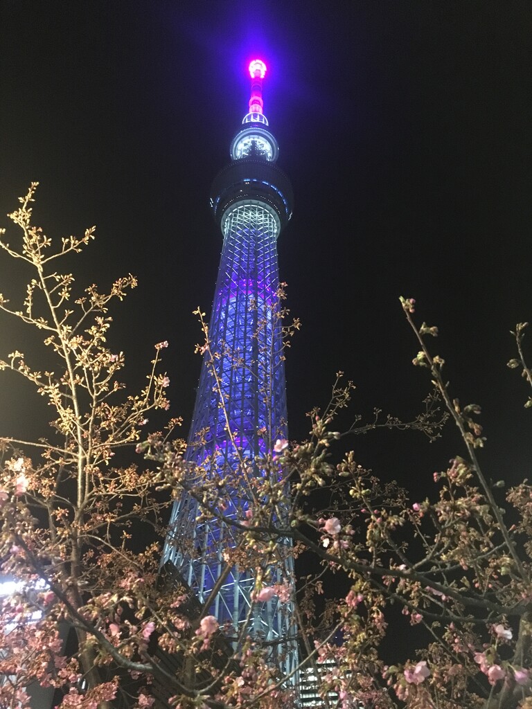 スカイツリー近くの河津桜 21 2 17 鹿美の秘密の部屋 スカイツリー近くの河津桜 21 2 17 鹿美の秘密の部屋