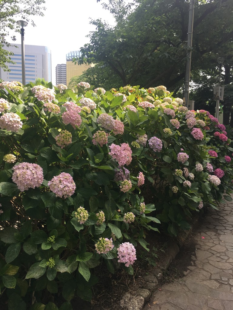 浅草 隅田公園の紫陽花 19 6 4 鹿美の秘密の部屋