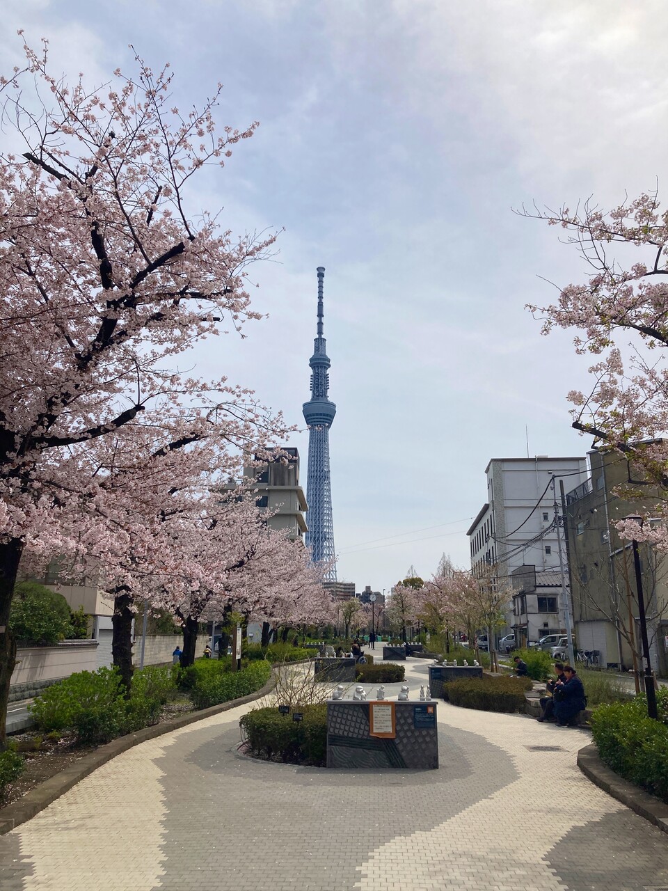 東浅草 山谷堀公園 お花見22 鹿美の秘密の部屋