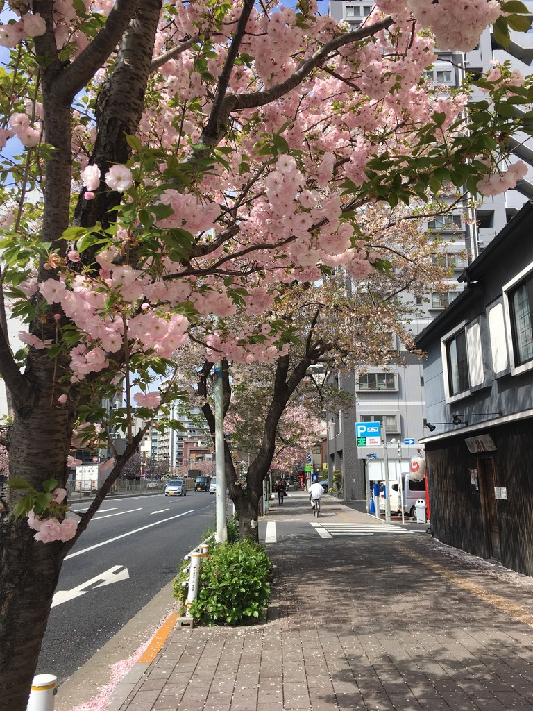 19 4 9 一葉桜 浅草国際通り 一葉小松橋通り せんわ通り 中之町通り 鹿美の秘密の部屋