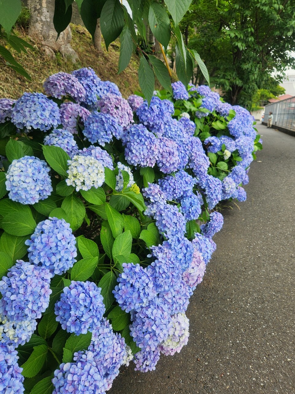 SNOW_20260610_142641_303