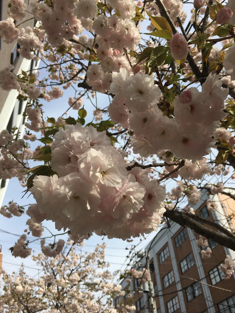 お花見 一葉桜 小松橋通り 18 4 1 鹿美の秘密の部屋
