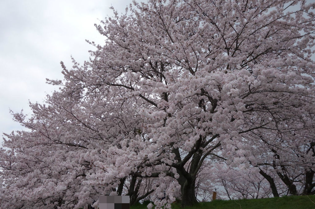 伊勢へお花見 Pui Pui Pui