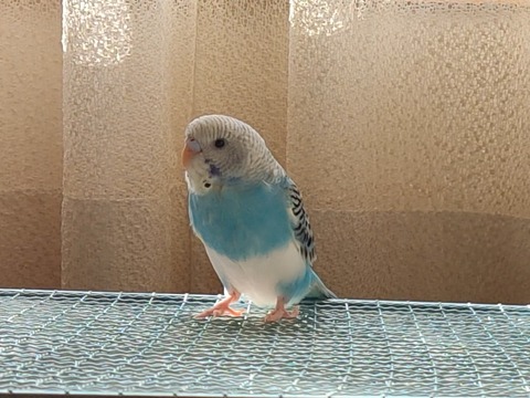 2023年12月18日死亡セキセイインコ