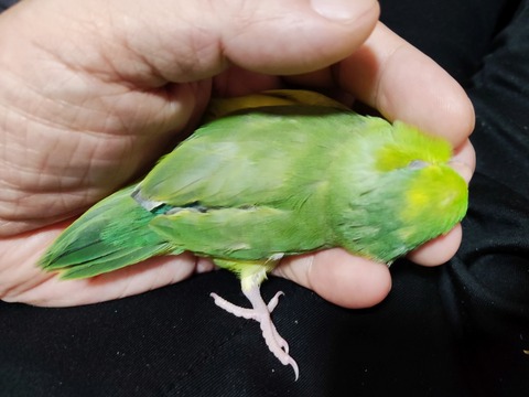 2023年11月26日死亡マメルリハインコ