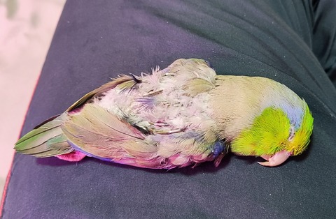 2024年4月3日9時23分38秒マメルリハインコ　フィッツ2