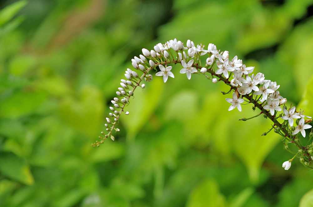 日光植物園の花 四季再彩