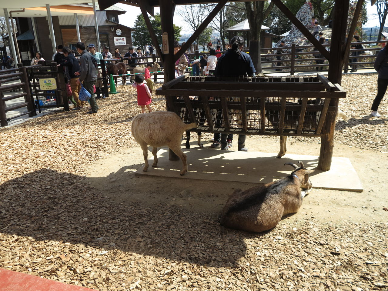 豊川の遊べるテーマパーク 赤塚山公園 ぎょぎょランド アニアニまある 浜松ブログ おすすめ観光 グルメを子供と遊ぶ 豊川の遊べるテーマパーク 赤塚山公園 ぎょぎょランド アニアニまある 浜松ブログ おすすめ観光 グルメを子供と遊ぶ