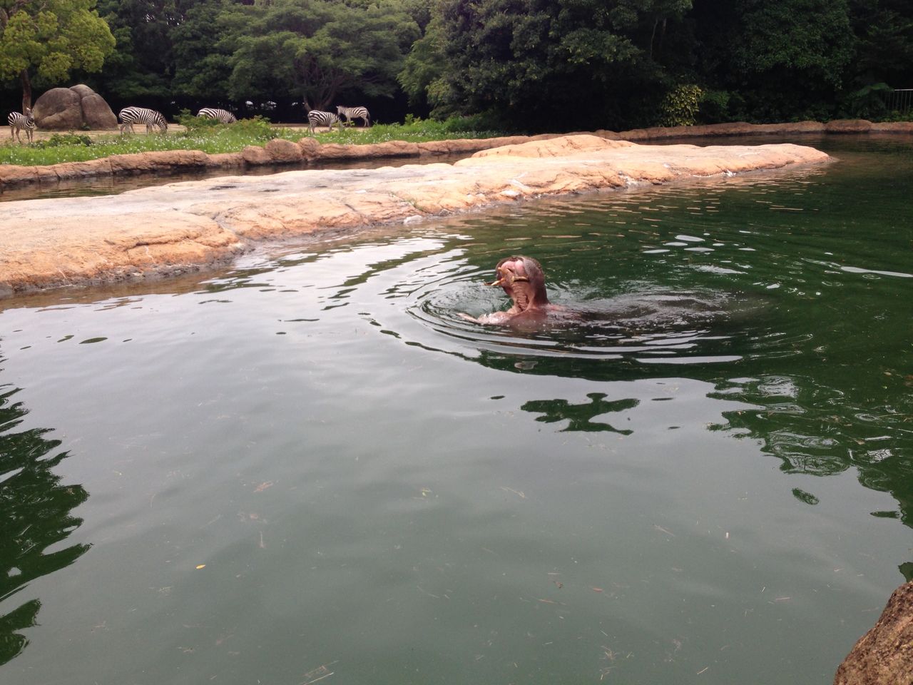 恐竜と遊ぶ 豊橋総合動植物公園のんほいパーク 浜松ブログ おすすめ観光 グルメを子供と遊ぶ