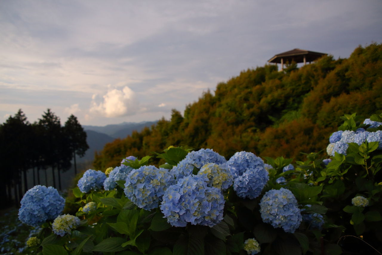 花園紫陽花園 四季に恋して けいさんの写真日誌