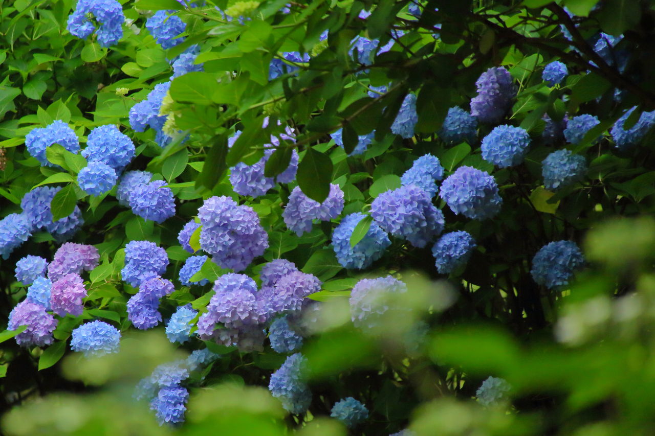 ぬかた園地の紫陽花 四季に恋して けいさんの写真日誌 ぬかた園地の紫陽花 四季に恋して けいさんの写真日誌