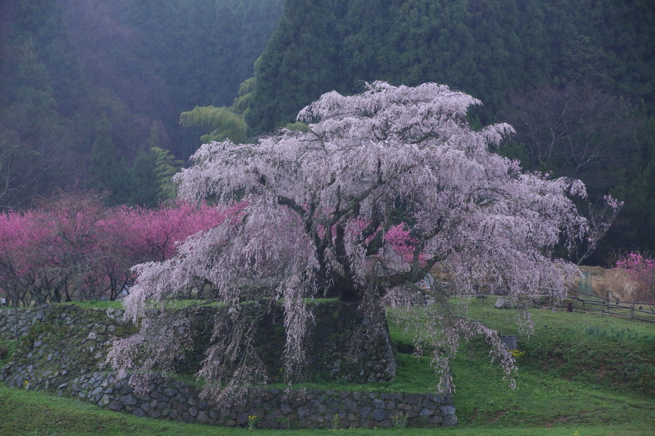 桜雨の中を その2 四季に恋して けいさんの写真日誌 桜雨の中を その2 四季に恋して けいさんの写真日誌