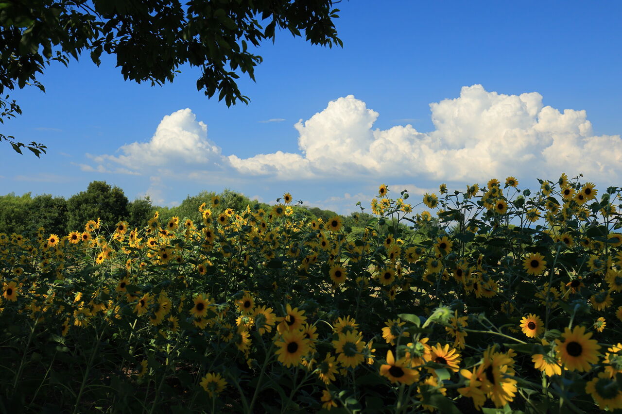 盛夏!! その1 : 四季に恋して けいさんの写真日誌