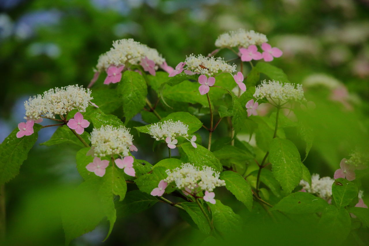 ぬかた園地の紫陽花 四季に恋して けいさんの写真日誌 ぬかた園地の紫陽花 四季に恋して けいさんの写真日誌