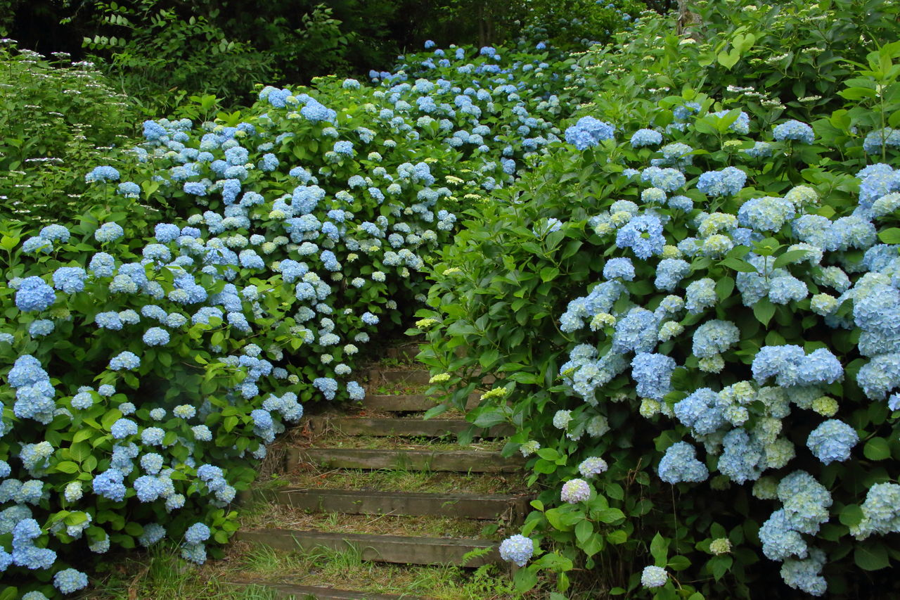 ぬかた園地の紫陽花 四季に恋して けいさんの写真日誌 ぬかた園地の紫陽花 四季に恋して けいさんの写真日誌