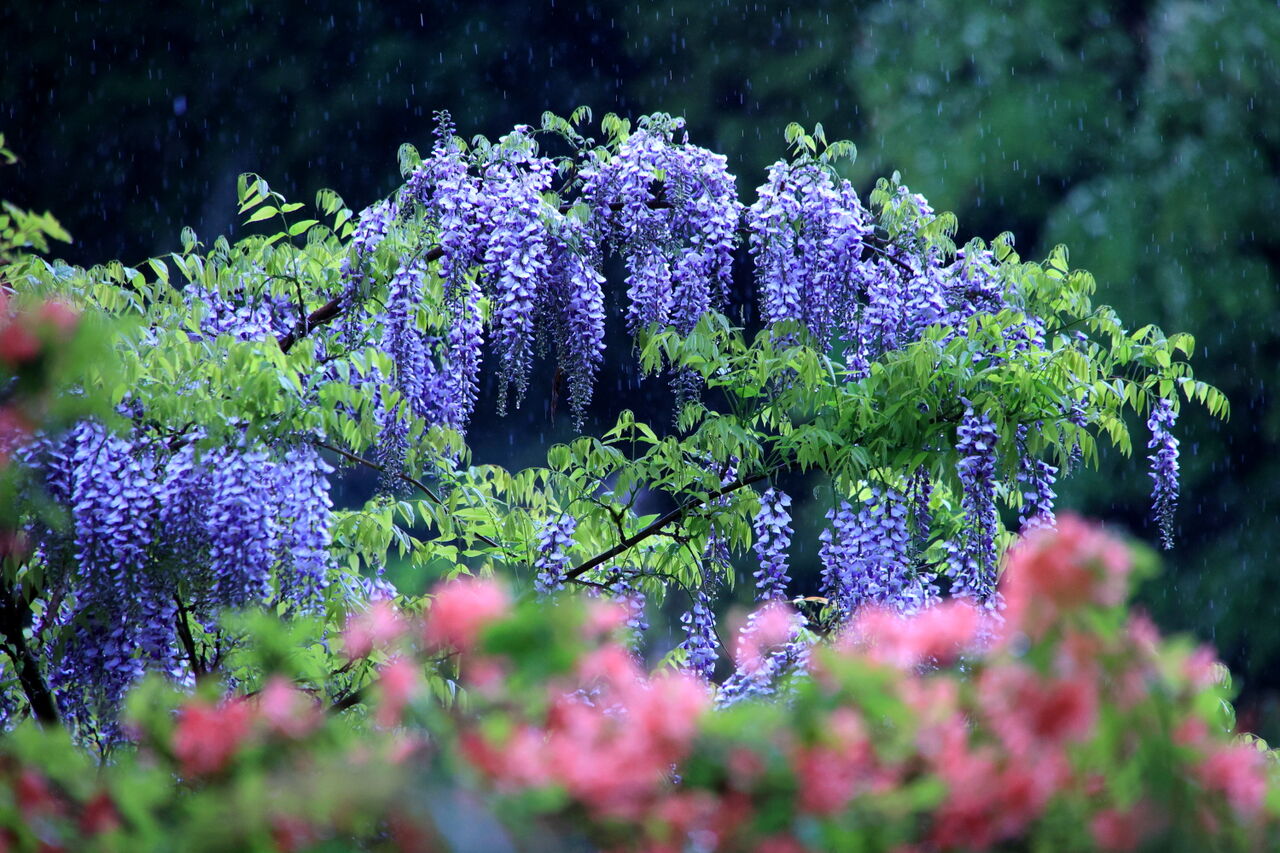 雨に咲く初夏の花 : 四季に恋して けいさんの写真日誌