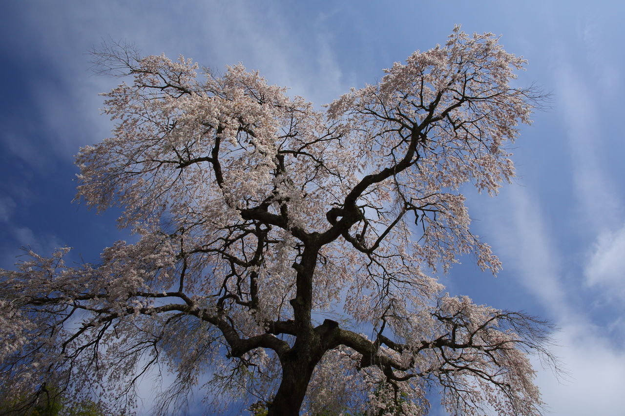 桜行脚 その2 室生小原の極楽桜 談山神社 などなど 四季に恋して けいさんの写真日誌 桜行脚 その2 室生小原の極楽桜 談山神社 などなど 四季に恋して けいさんの写真日誌