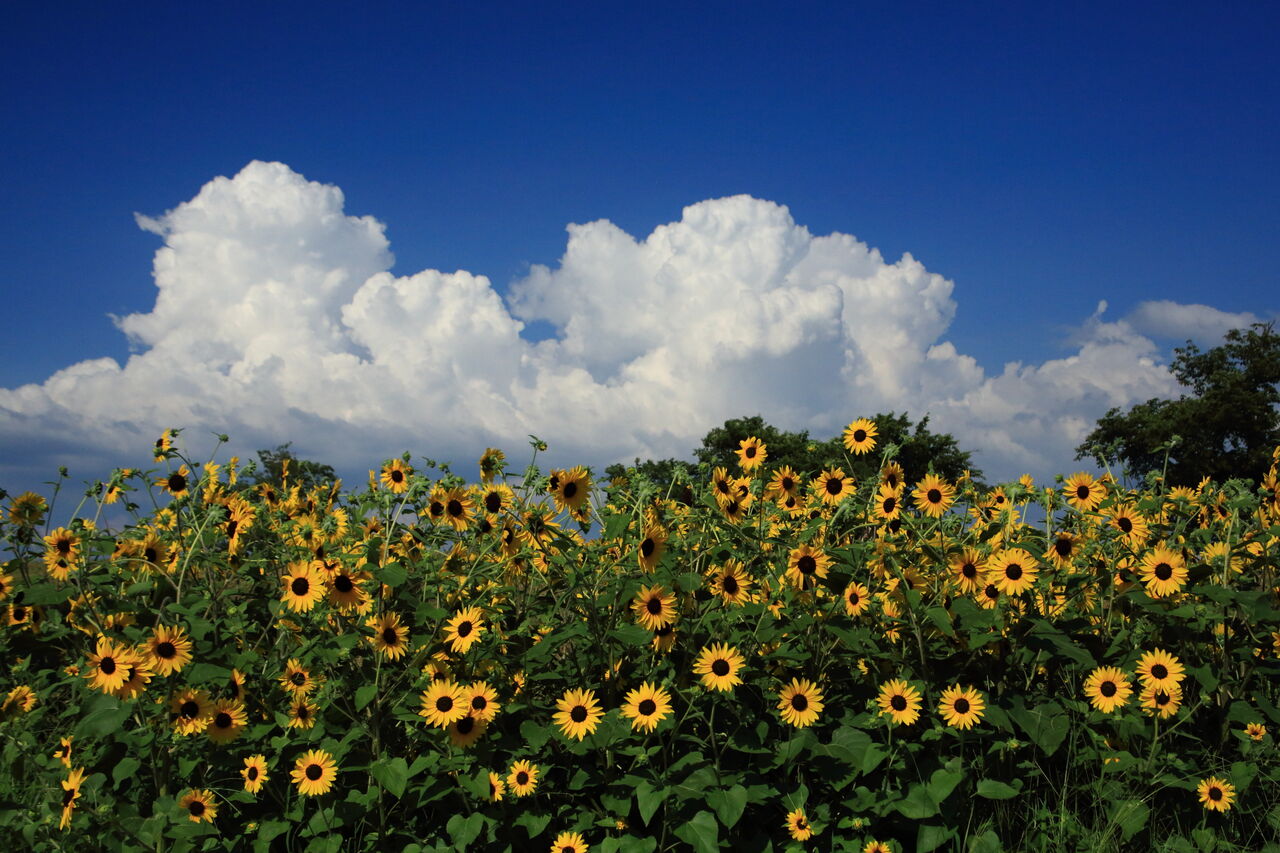 盛夏!! その1 : 四季に恋して けいさんの写真日誌