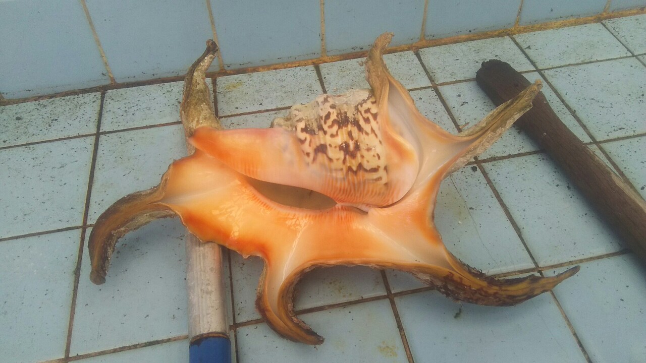 数日前 あるところに潜ったら 変な貝見つけた 式根島 釜下ジロビットブログ 数日前 あるところに潜ったら 変な貝見つけた 式根島 釜下ジロビットブログ