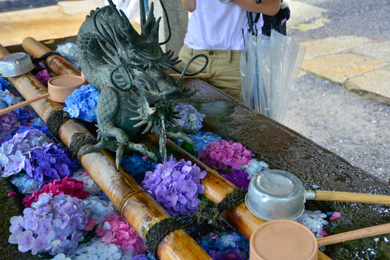 雨引観音の水中花 四季彩ペダル