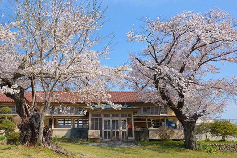 虎山弐千本桜と狛鳩 四季彩ペダル 虎山弐千本桜と狛鳩 四季彩ペダル