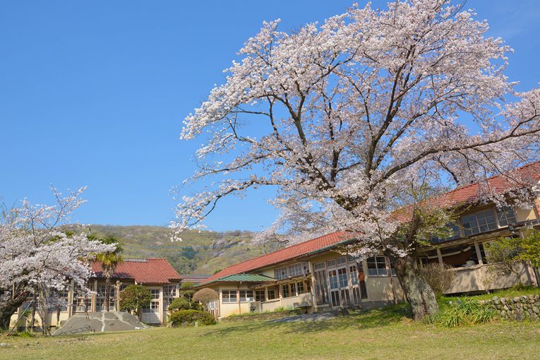 虎山弐千本桜と狛鳩 四季彩ペダル 虎山弐千本桜と狛鳩 四季彩ペダル