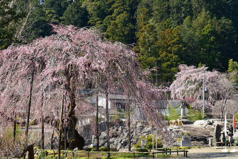 高麗家住宅の桜を見に行く朝ポタ 四季彩ペダル