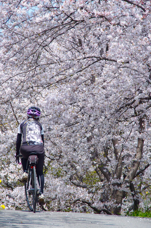 比企・吉見・都幾川の桜めぐり : 四季彩ペダル