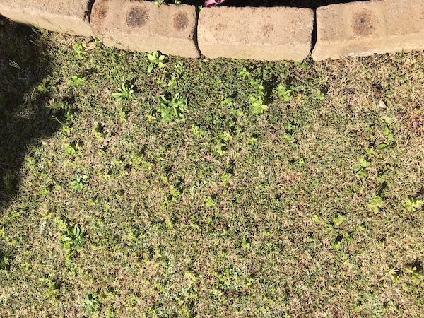 芝生の雑草刈りに強力なツールを発見 気ままな独り言 2