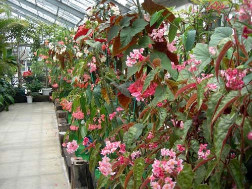 香川県園芸総合センター09 木立ベゴニア 四国観光スポットblog 香川県園芸総合センター09 木立ベゴニア 四国観光スポットblog