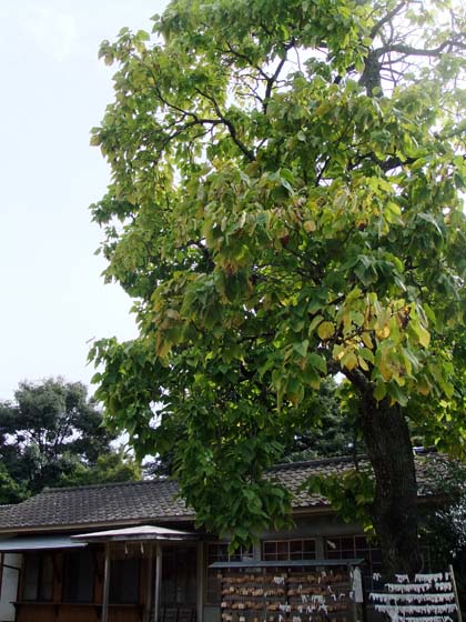 イメージ 11