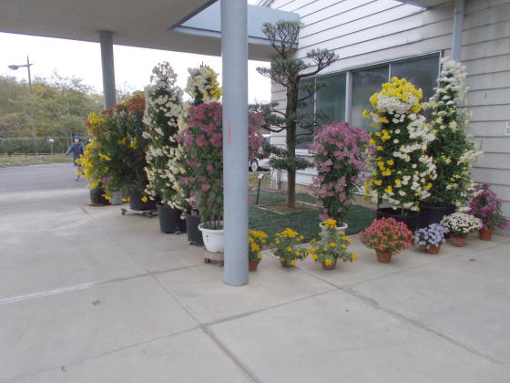 香川県園芸総合センター19菊 四国観光スポットblog 香川県園芸総合センター19菊 四国観光スポットblog