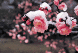 5ae6728c.gif