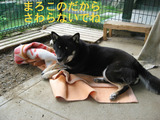 BlogPaint